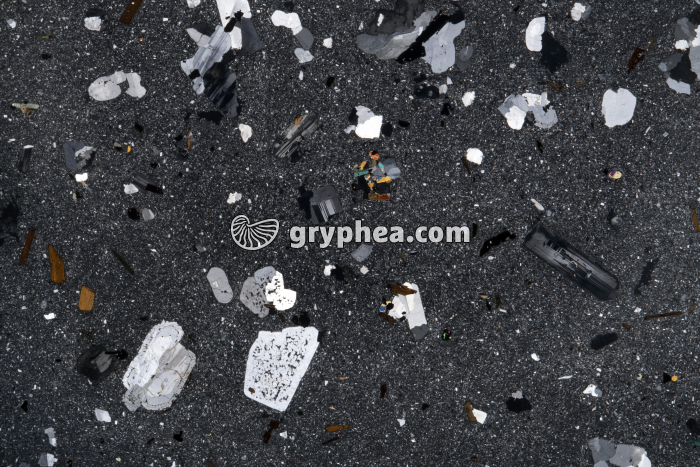 Trachyte LPA x1,5 - gryphea.com